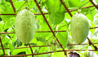 Inside Fierce Fruit: Introducing the Badea (Giant Granadilla)