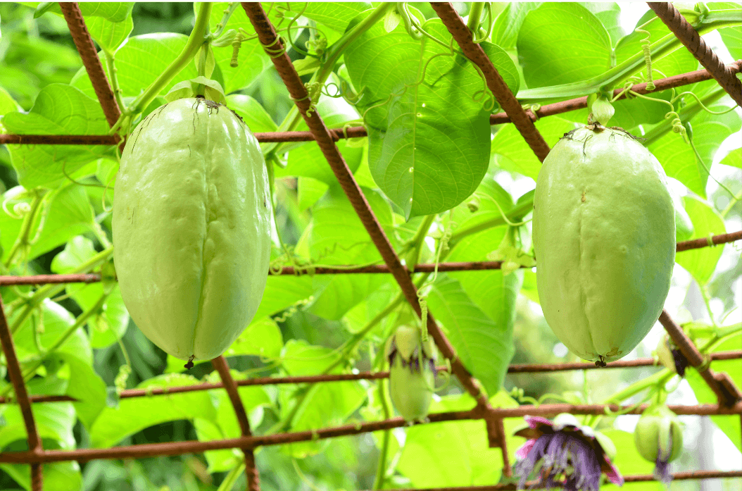 Giant granadilla fruits hanging from the vine