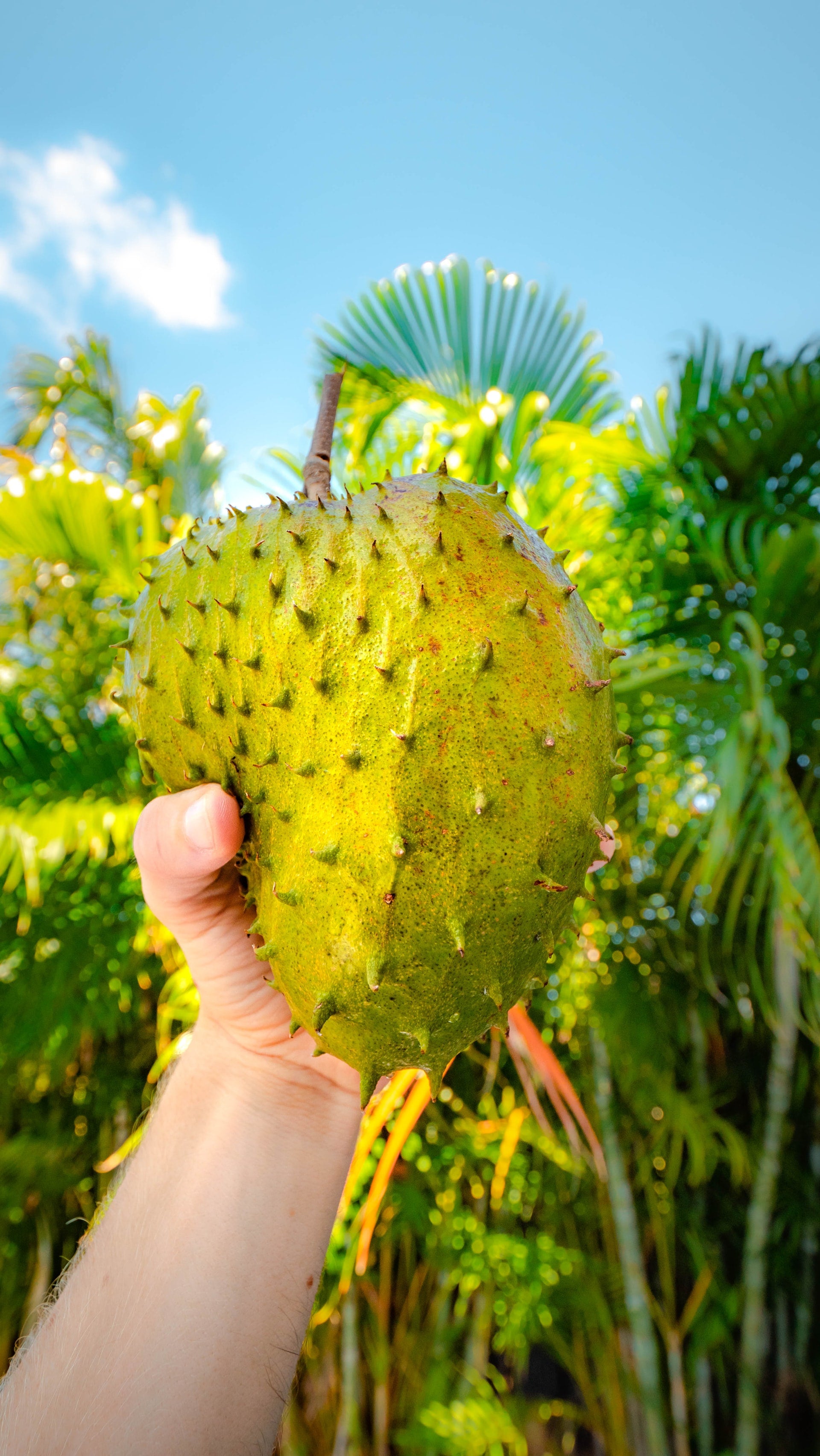 Hand holding up a Soursop