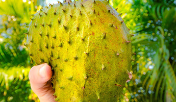 Inside Fierce Fruit: Introducing the Soursop (Guanabana)