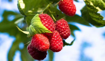 What To Do With Raspberry Puree