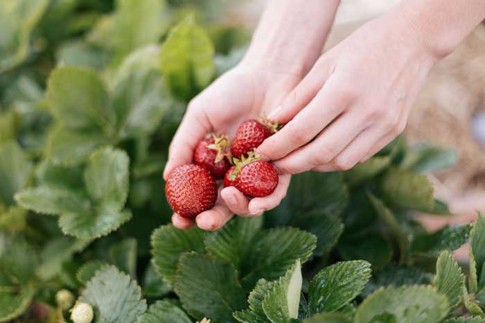 Person picking fresh strawberries