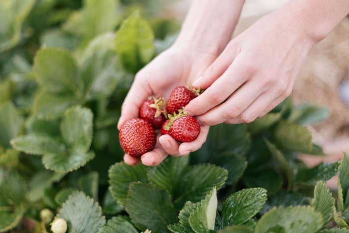Person picking fresh strawberries to make aseptic fruit puree for brewing