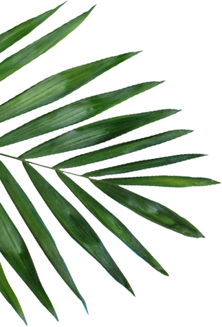 leaf image