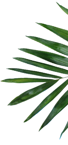 leaf image